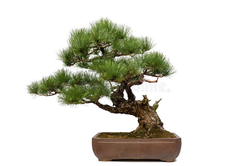 Pine bonsai on white stock photos