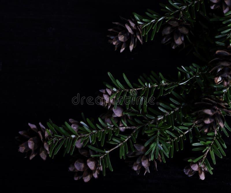 Pine bough with pine cones on black background