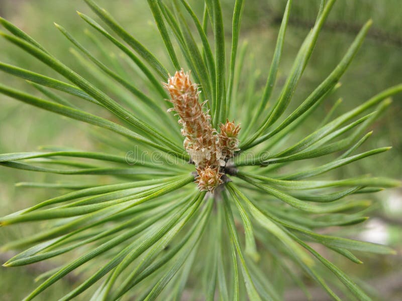 Pine branch