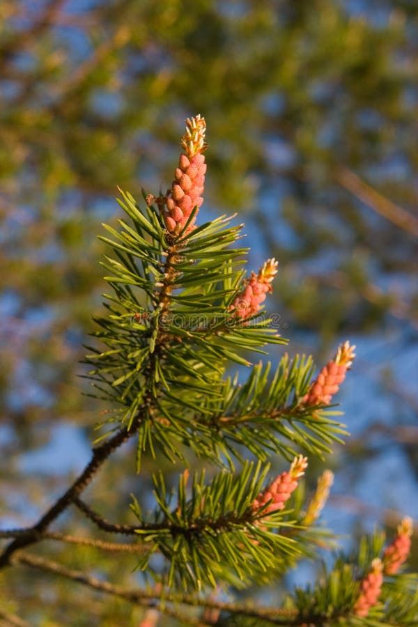 Pine branch