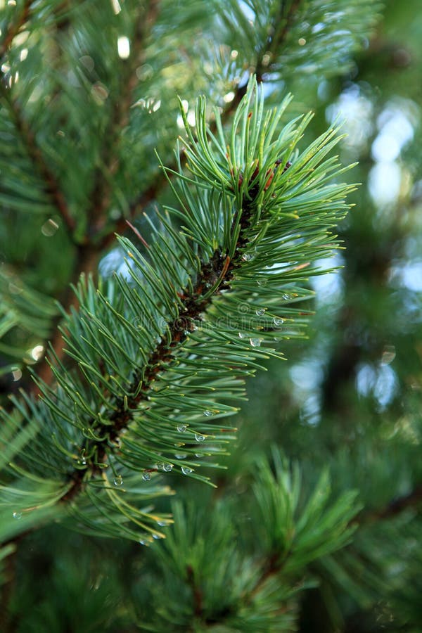 Young pine branch with rain drops on needles