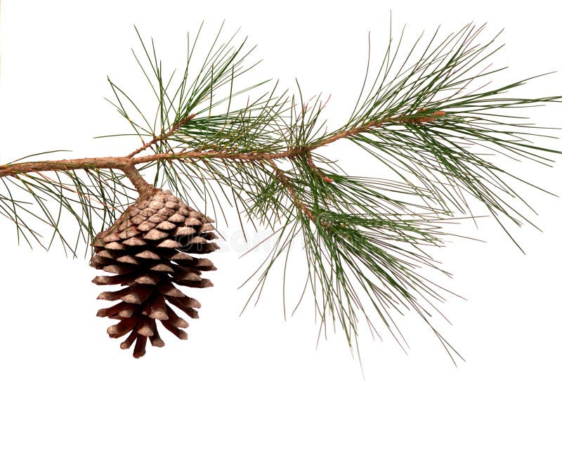 Pine branch with cone