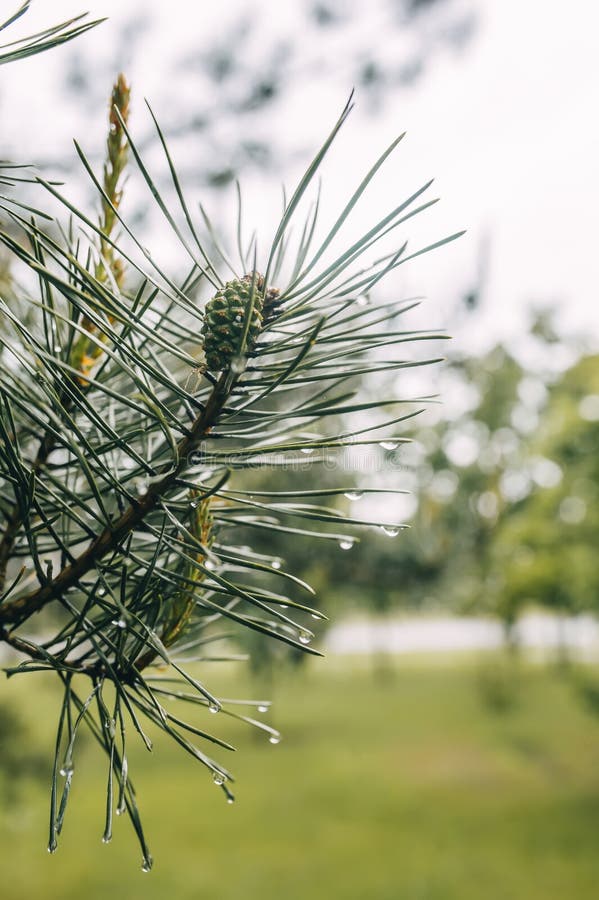 The pine branch with cone and with green needles after rain. Closeup view royalty free stock image