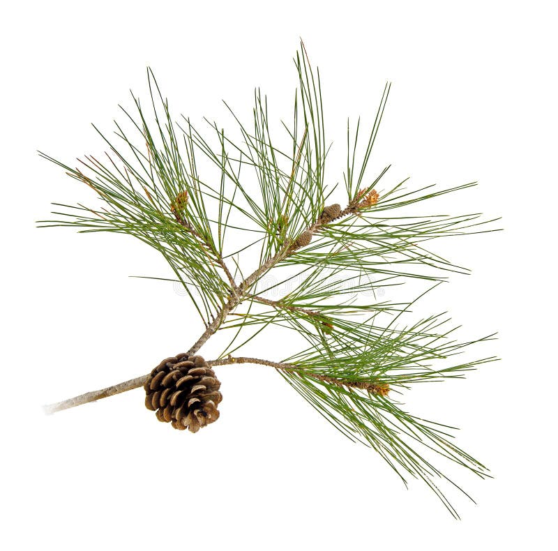 Pine branch with cones