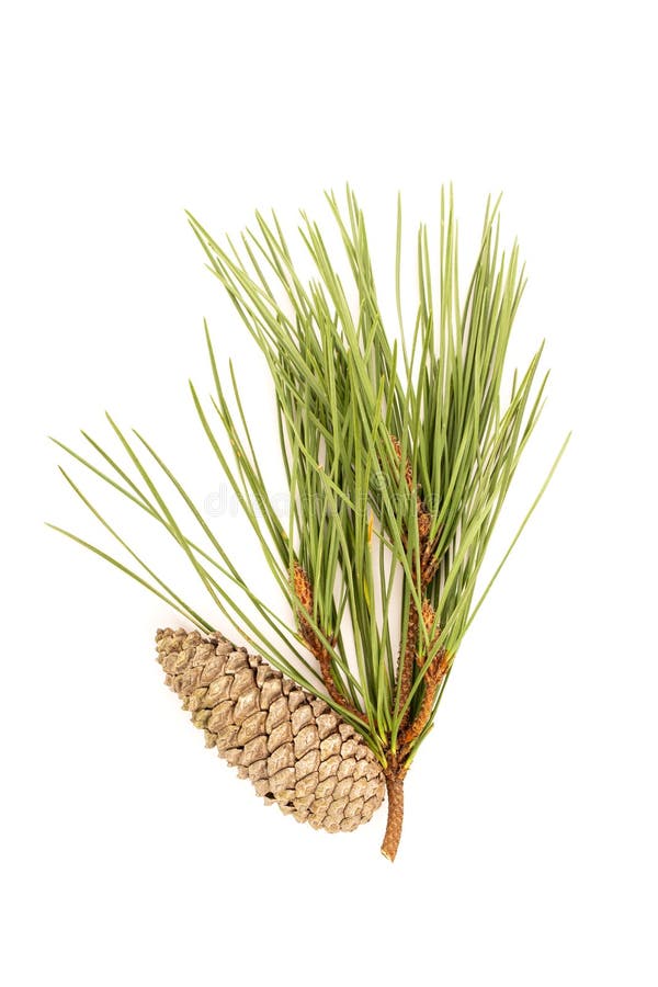 Pine branch and cones isolated on white background