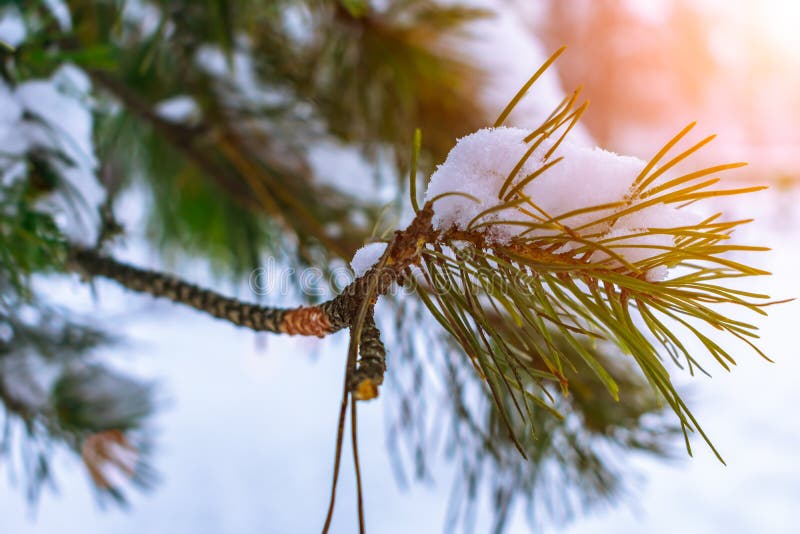 Pine branch of a coniferous tree close up in the rays of the winter sun stock image