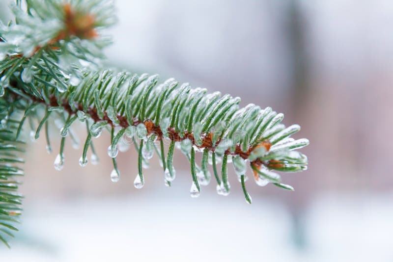 Pine branch covered ice and snow after a icy rain.