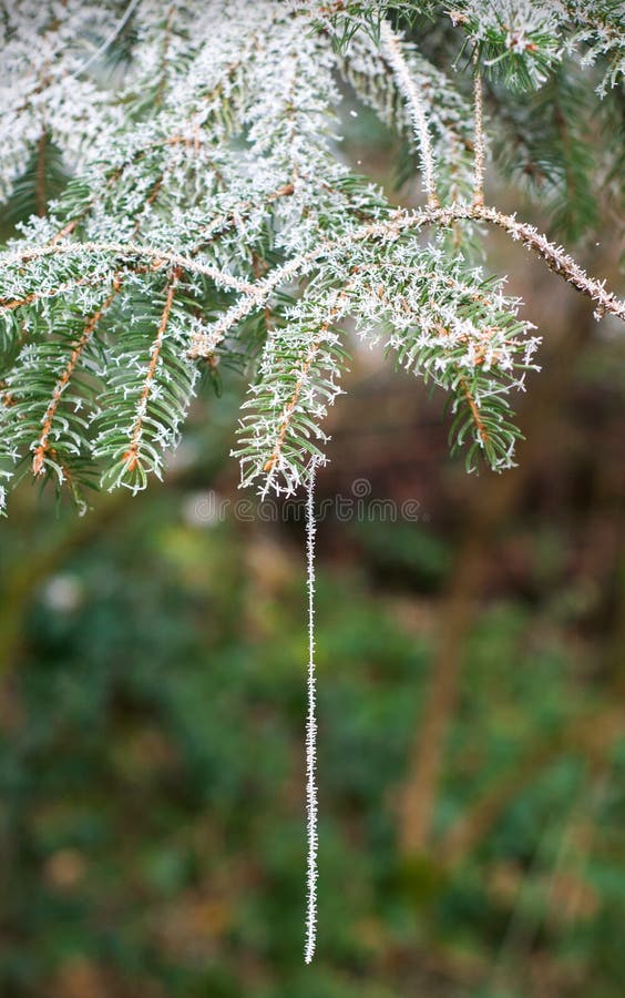 A pine branch covered with rime and a hanging, frozen spider web royalty free stock image A pine branch covered with rime and a hanging, frozen spider web royalty free stock image