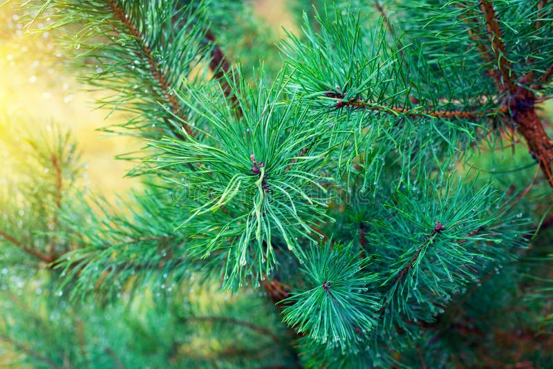 Pine branch with drops on needles