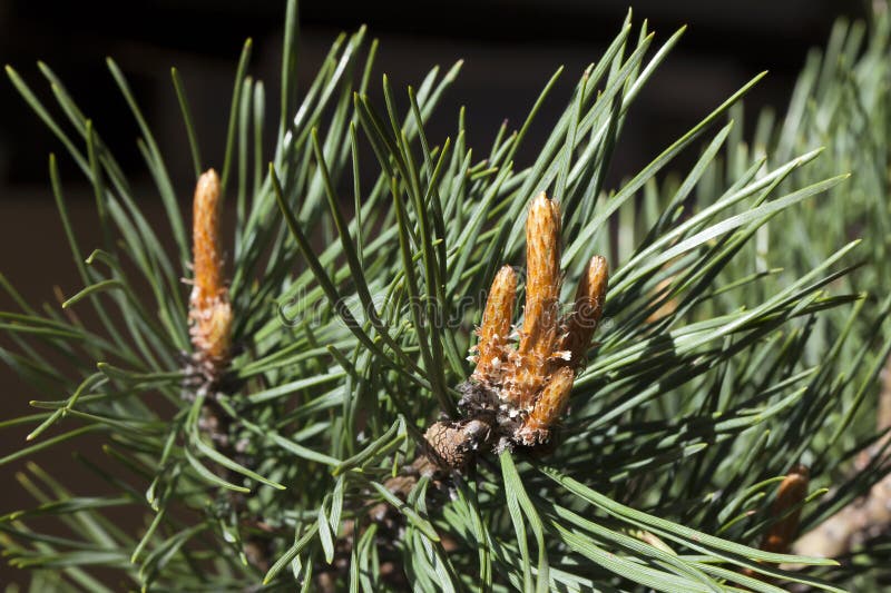 Pine branch with fresh buds in the spring. royalty free stock images
