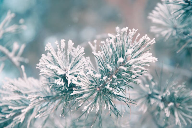 Pine branch in frost. Winter Christmas forest.