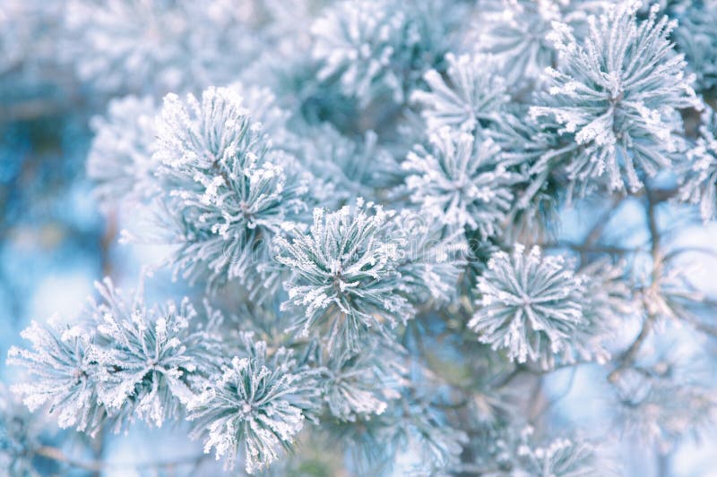 Pine branch in frost. Winter Christmas forest.