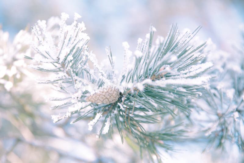 Pine branch in frost. Winter Christmas forest.