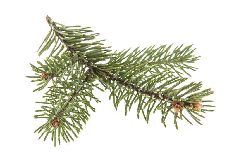 Pine branch