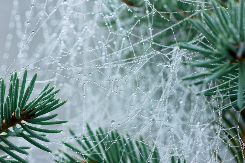 Pine branch with spider web or cobweb with water drops