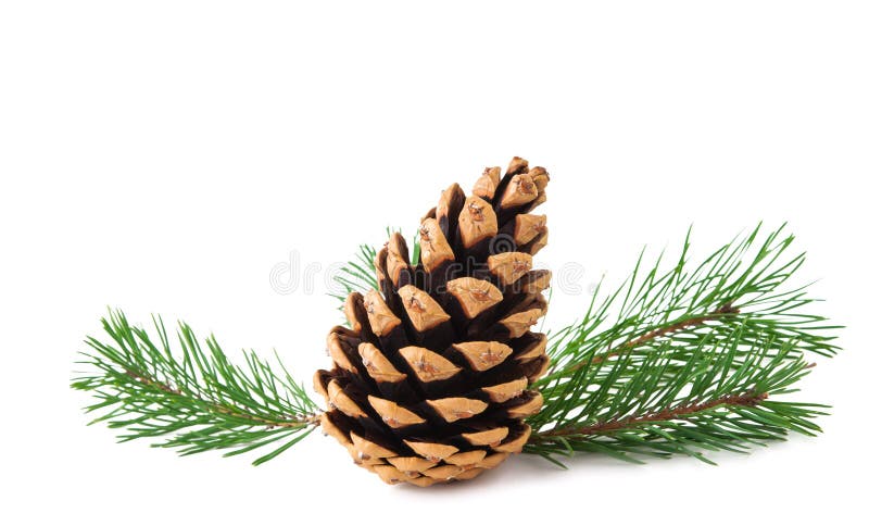 Pine branch