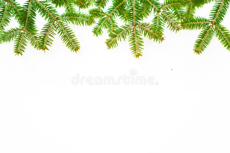 pine branch on the white background
