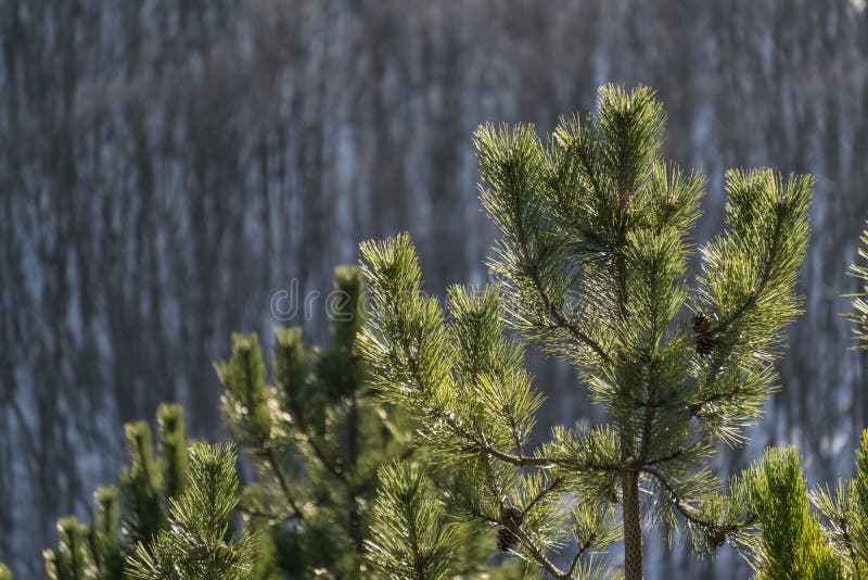 Pine branches with bright green needles in winter against the backdrop of a winter slope with a forest royalty free stock photography