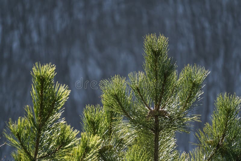 Pine branches with bright green needles in winter against the backdrop of a winter slope with a forest royalty free stock photo