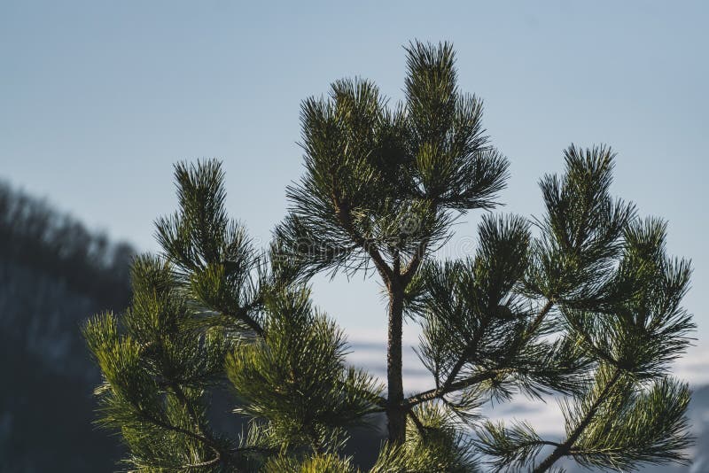 Pine branches with bright green needles in winter against the backdrop of a winter slope with a forest royalty free stock photos