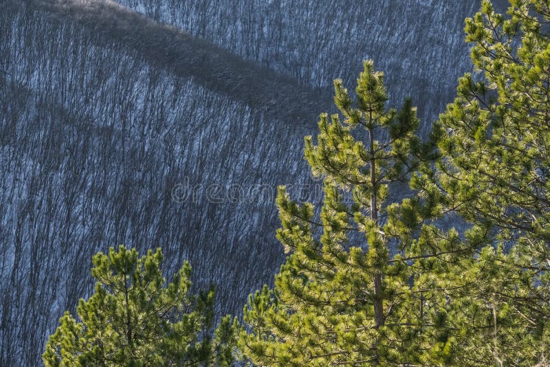 Pine branches with bright green needles in winter against the backdrop of a winter slope with a forest royalty free stock photography