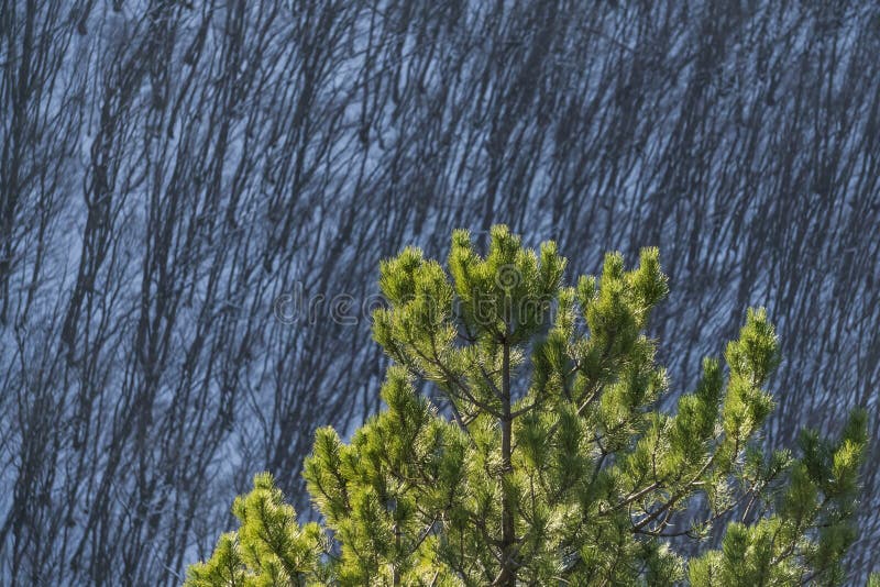 Pine branches with bright green needles in winter against the backdrop of a winter slope with a forest royalty free stock photos