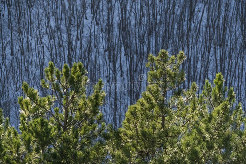 Pine branches with bright green needles in winter against the backdrop of a winter slope with a forest stock photography