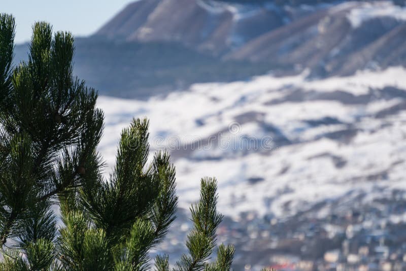 Pine branches with bright green needles in winter against the backdrop of a winter slope with a forest royalty free stock photography