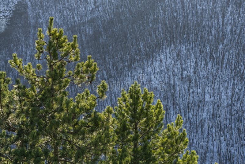 Pine branches with bright green needles in winter against the backdrop of a winter slope with a forest stock photography