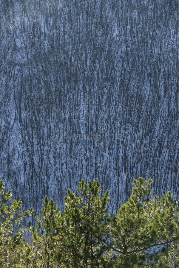 Pine branches with bright green needles in winter against the backdrop of a winter slope with a forest royalty free stock photos