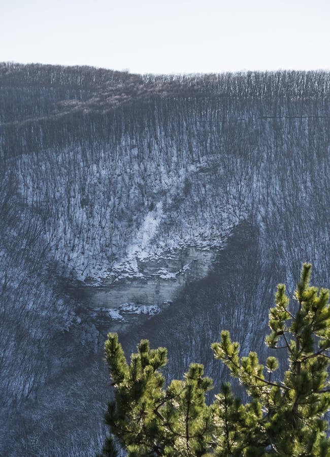 Pine branches with bright green needles in winter against the backdrop of a winter slope with a forest royalty free stock photography