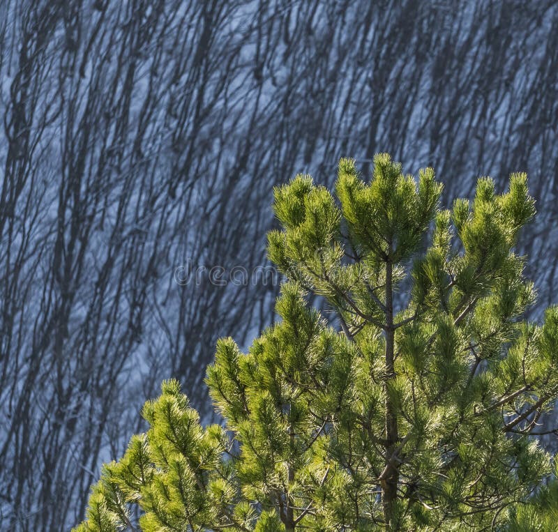 Pine branches with bright green needles in winter against the backdrop of a winter slope with a forest stock image