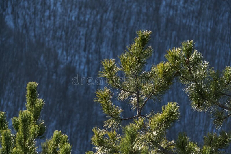 Pine branches with bright green needles in winter against the backdrop of a winter slope with a forest stock photos