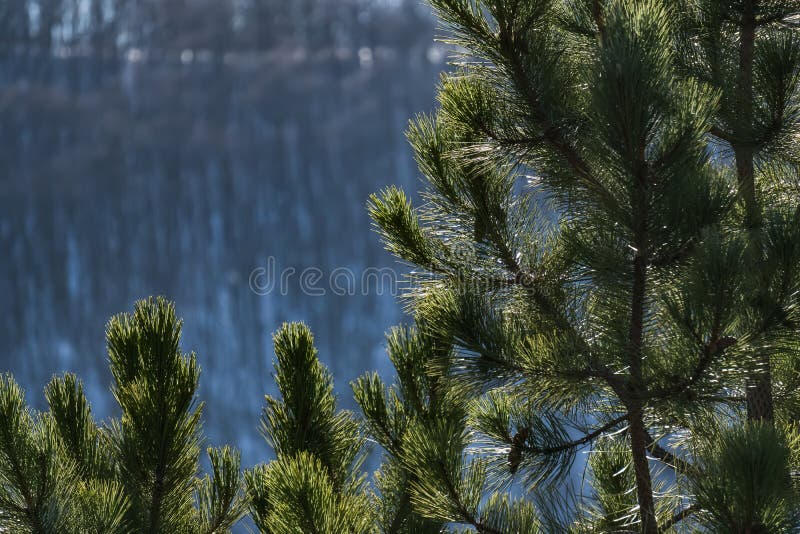 Pine branches with bright green needles in winter against the backdrop of a winter slope with a forest stock photo