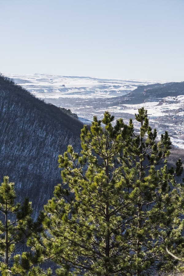 Pine branches with bright green needles in winter against the backdrop of a winter slope with a forest stock images