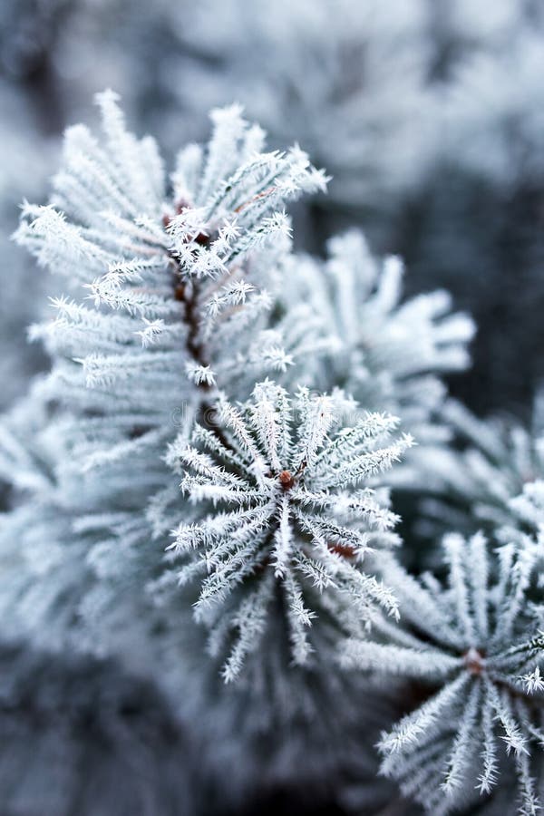 Branches Covered With Ice After Freezing Rain Sparkling Ice Covered  Everything After Ice Storm Cyclone Terrible Beauty Of Nature Concept Winter  Landscape Scene Postcard Selective Focus Stock Photo - Download Image Now 