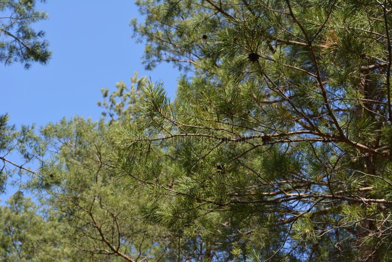 Pine branches with green needles and cones against the blue sky stock photo