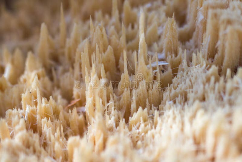 Pine break wood texture stock image. Image of firewood 59583673