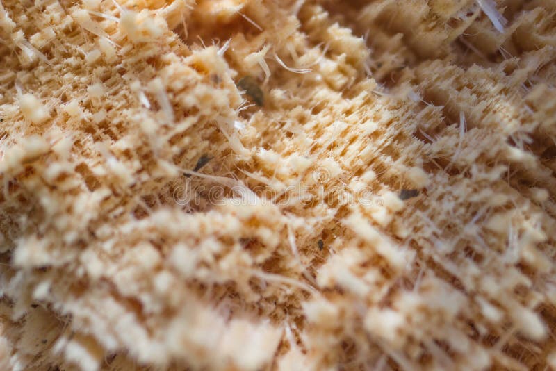 Pine break wood texture stock photo. Image of close, natural 59583608