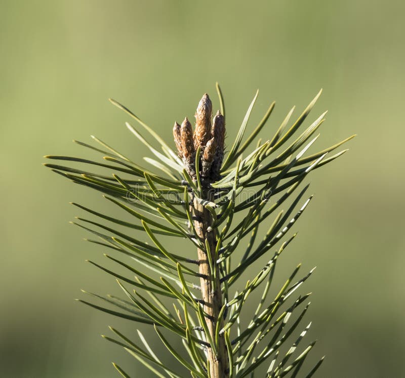 Pine buds stock photo. Image of tree, fresh, sylvestris 57271104