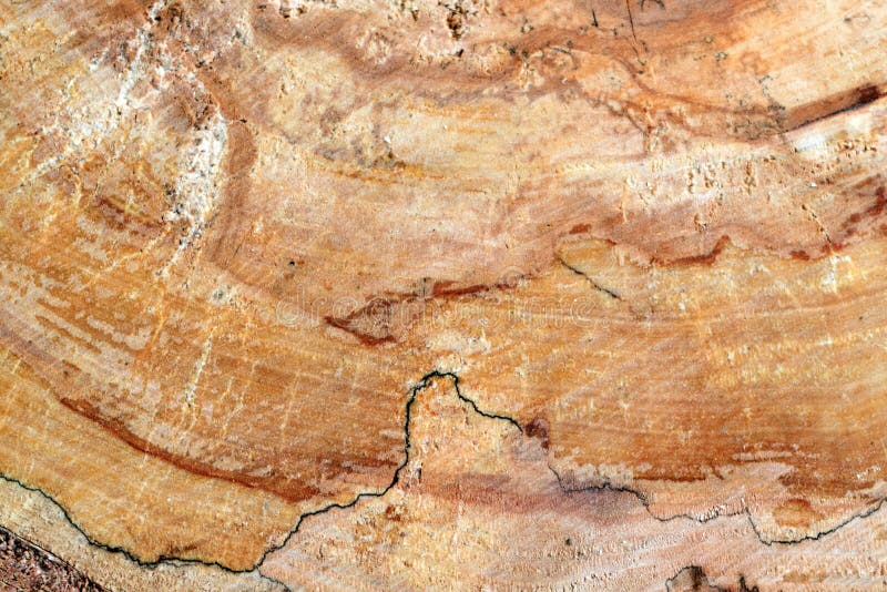 Pine burl wood stock image. Image of smoothed, distressed 90324325