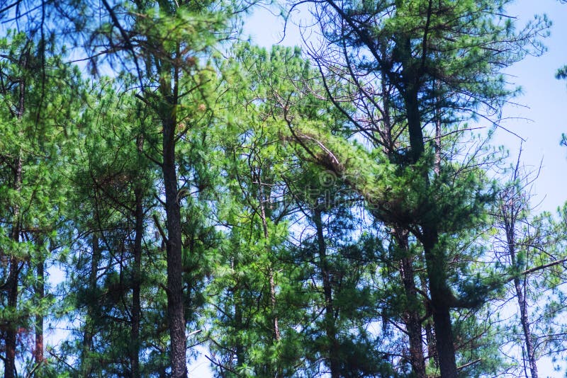 Pine canopy forest in the bright sunny blue sky stock photography