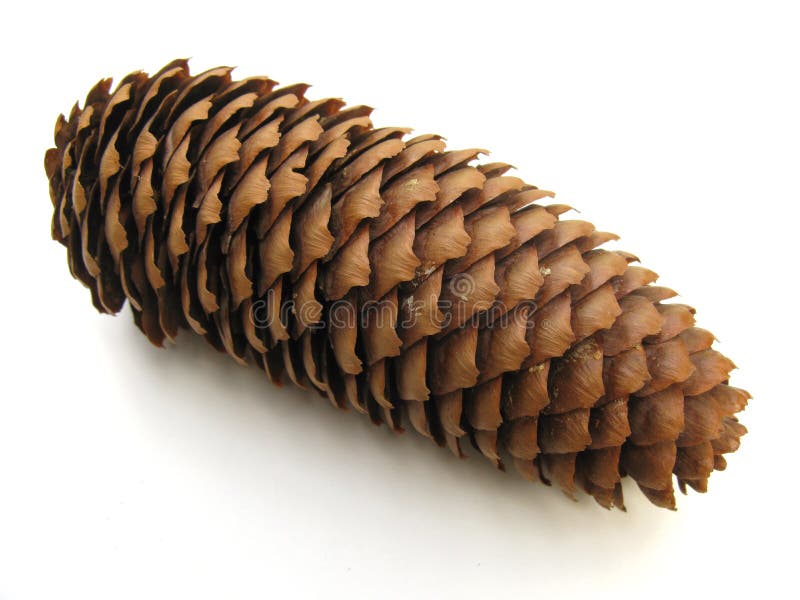Pine cone stock photo. Image of color, decoration, ornament 10826324