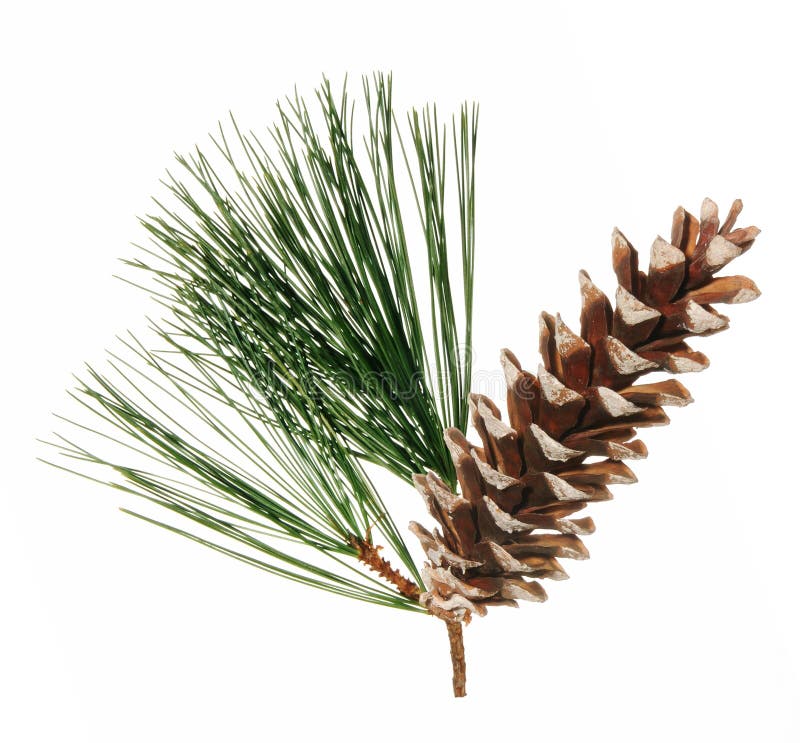 Pine Cone royalty free stock image