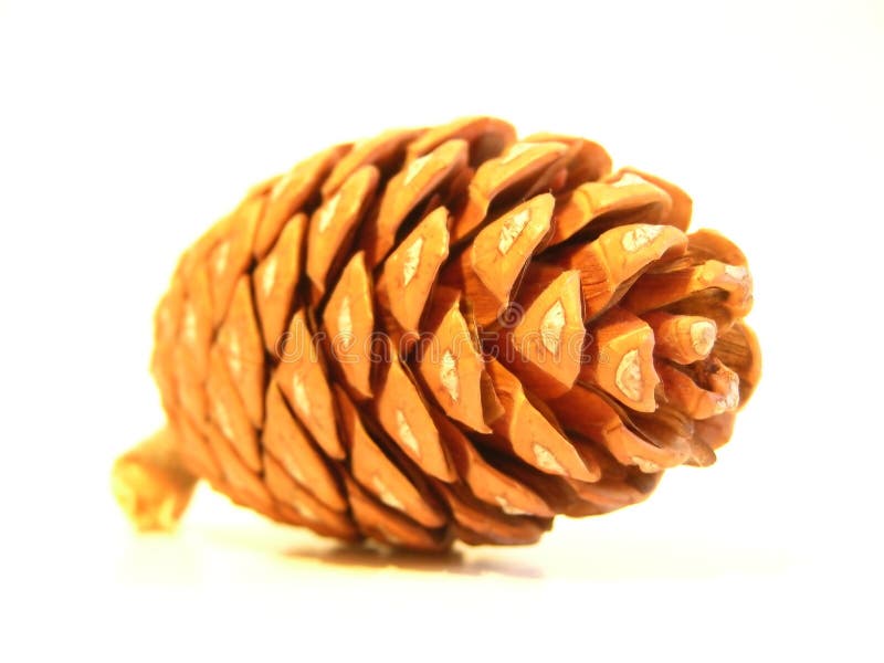 Pine cone stock image