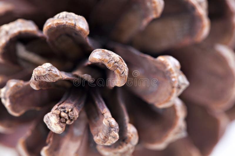 Pine cone