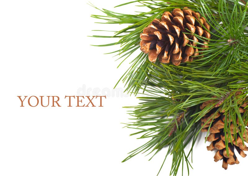 Pine cone stock photography