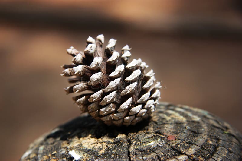 Pine Cone stock images
