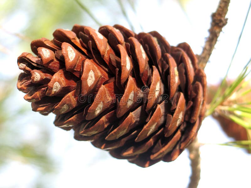 Pine Cone royalty free stock image