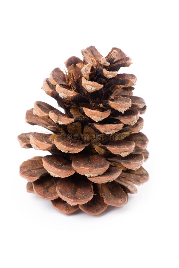 Pine Cone stock image
